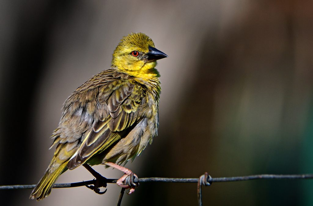 -2-OP-Ronelle-van den Heever-Bird on a wire-