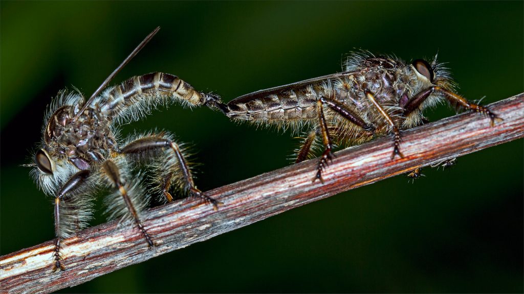 -5-N-Mating robber flies-Rob-Hart