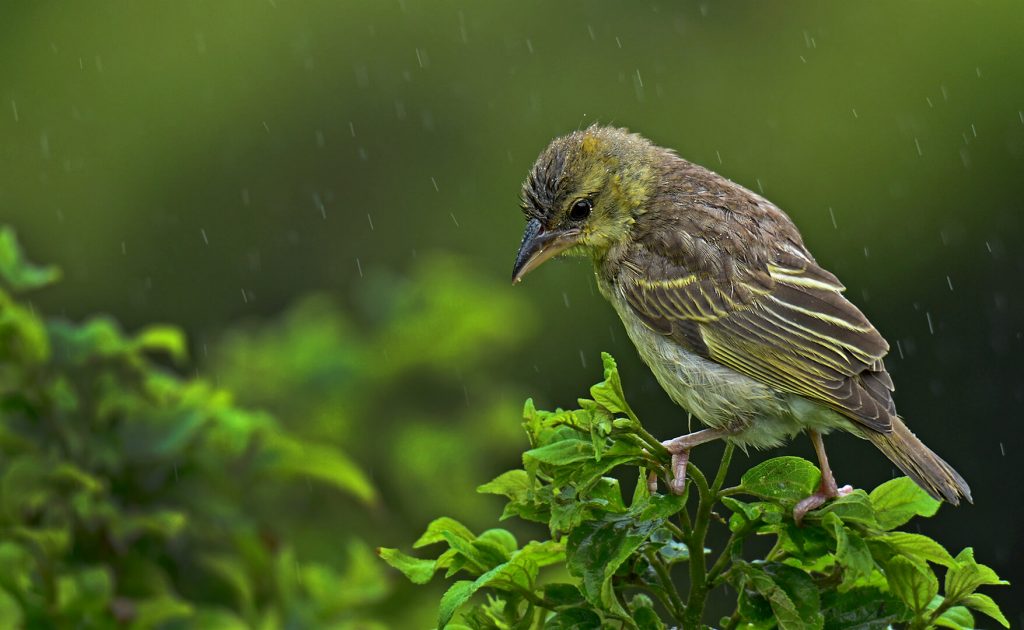 -3-N-Canary in the rain-Ronelle-van den Heever-