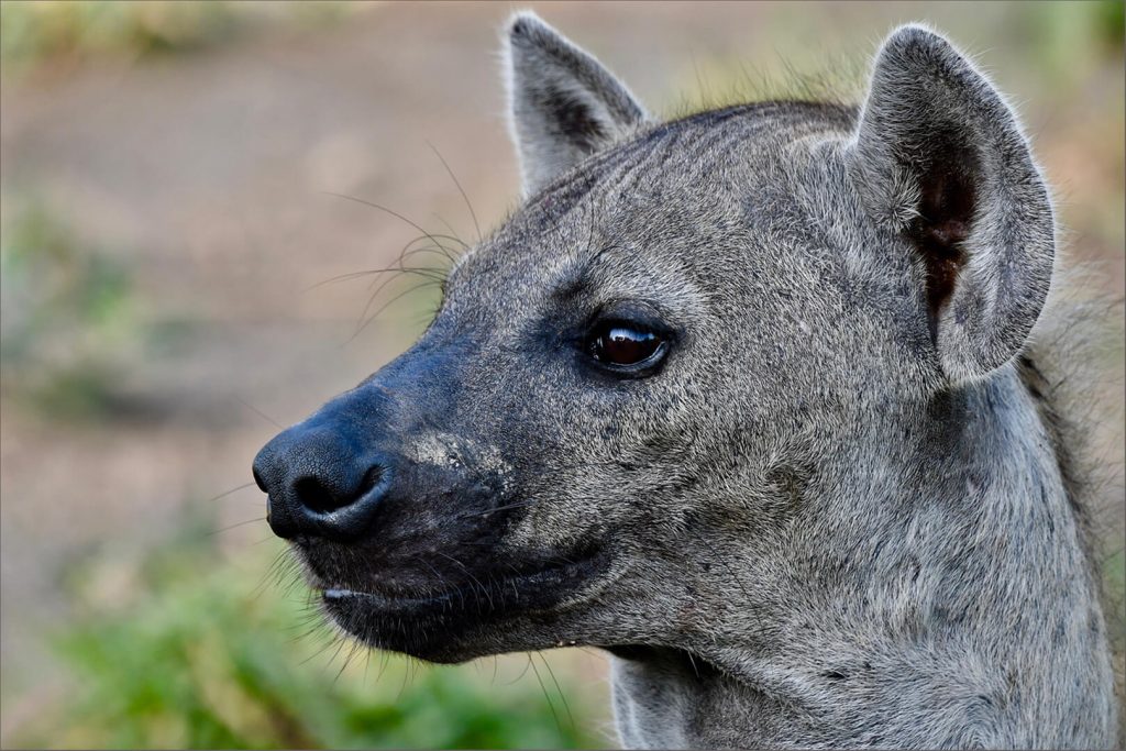 -1-W-Hyena Portrait-Diane-Backhouse-