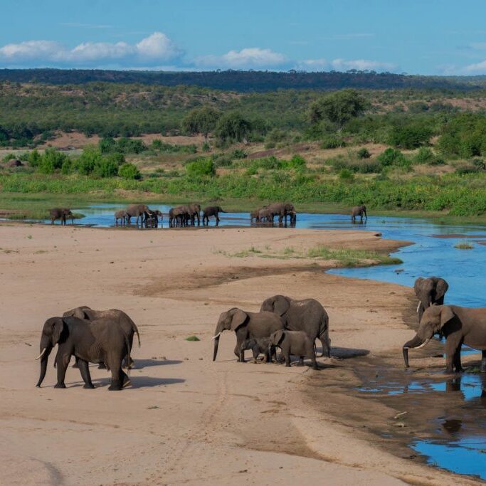 -1-N-Elephants in the river bend-Marna-Roelofse-