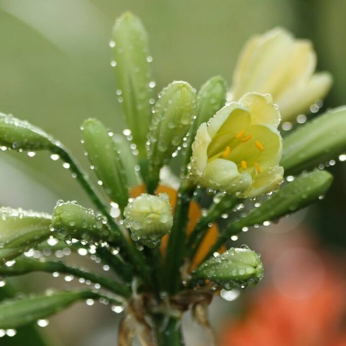 -1-N-Water Droplets on a flower--Bradley-Duckham-