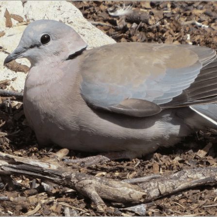 -1-N-sunbathing dove-Keith-Hobday-