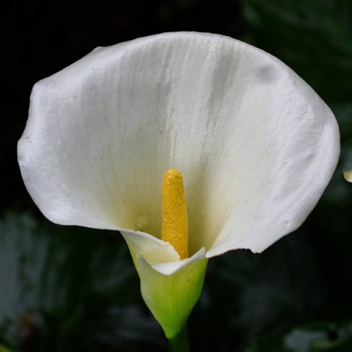 -1-OP-Tracey-Rhodes-Calla Lily-