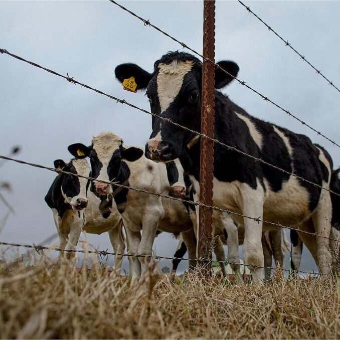 -1-OP-connel-adey-COWS STARING-