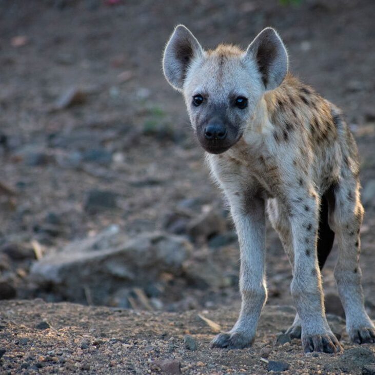 -1-W-Baby Hyena-Marna-Roelofse-