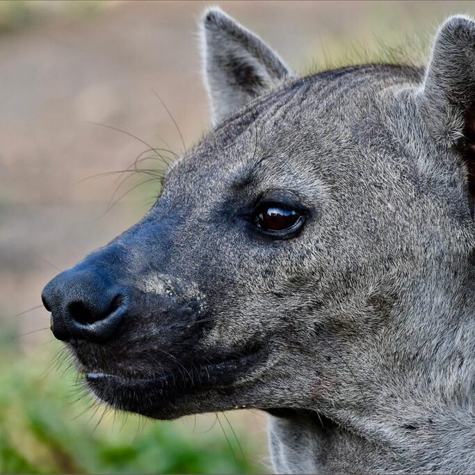 -1-W-Hyena Portrait-Diane-Backhouse-