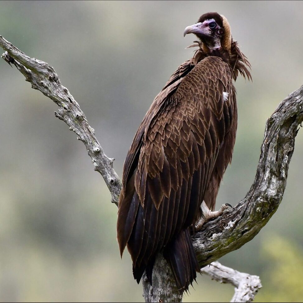 -1-W-Immature Hooded Vulture-Diane-Backhouse-