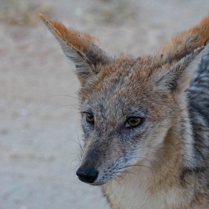 -2-N-Black Backed Jackal-Marna-Roelofse-