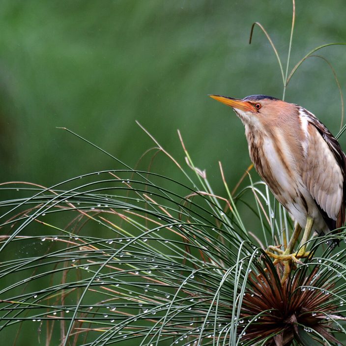 -2-N-Ronelle-van den Heever-Little Bittern-