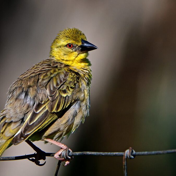 -2-OP-Ronelle-van den Heever-Bird on a wire-