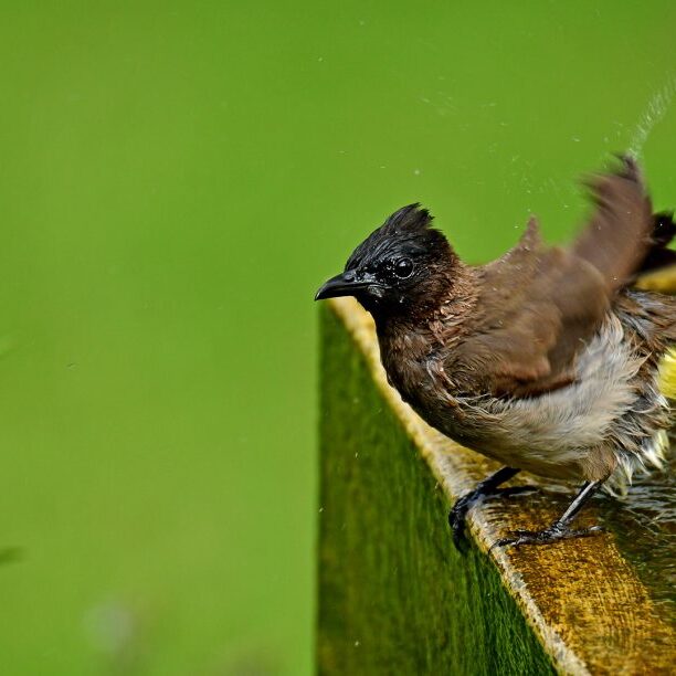 -2-TC-Ronelle-van den Heever-Dark Capped Bulbul bath-