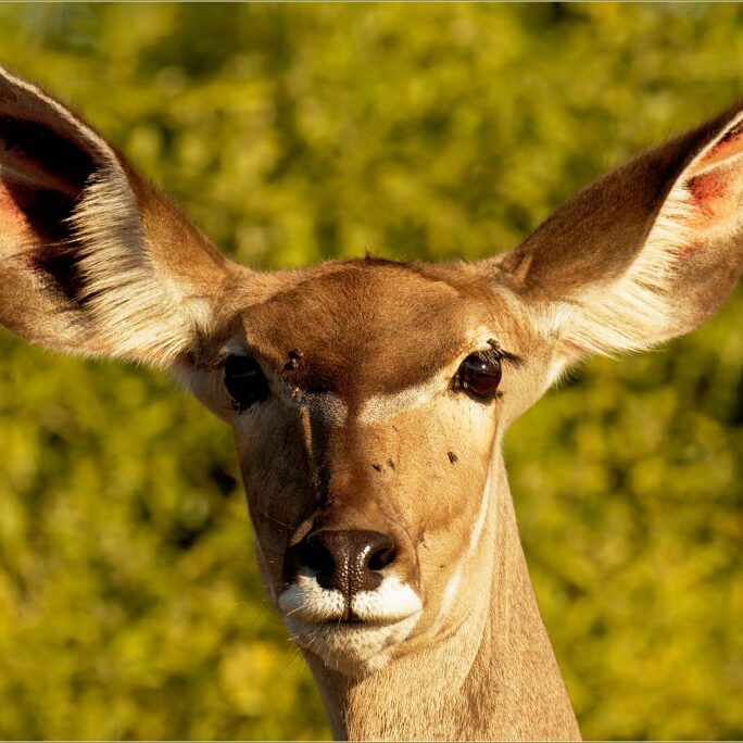 -2-W-Derek-Brittain-Ever alert Kudu female-