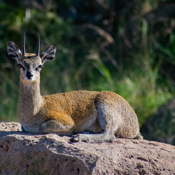 -2-W-Klipspringer on the rocks-Marna-Roelofse-