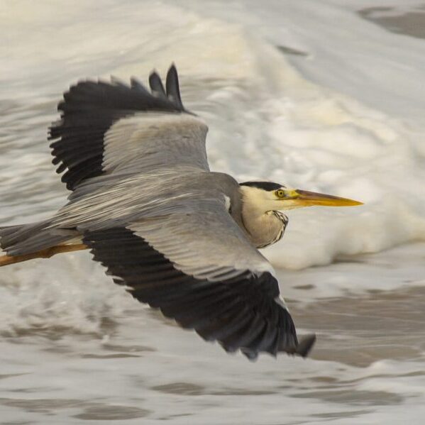 -2-W-Meleney-Naik-Grey Heron in Flight-