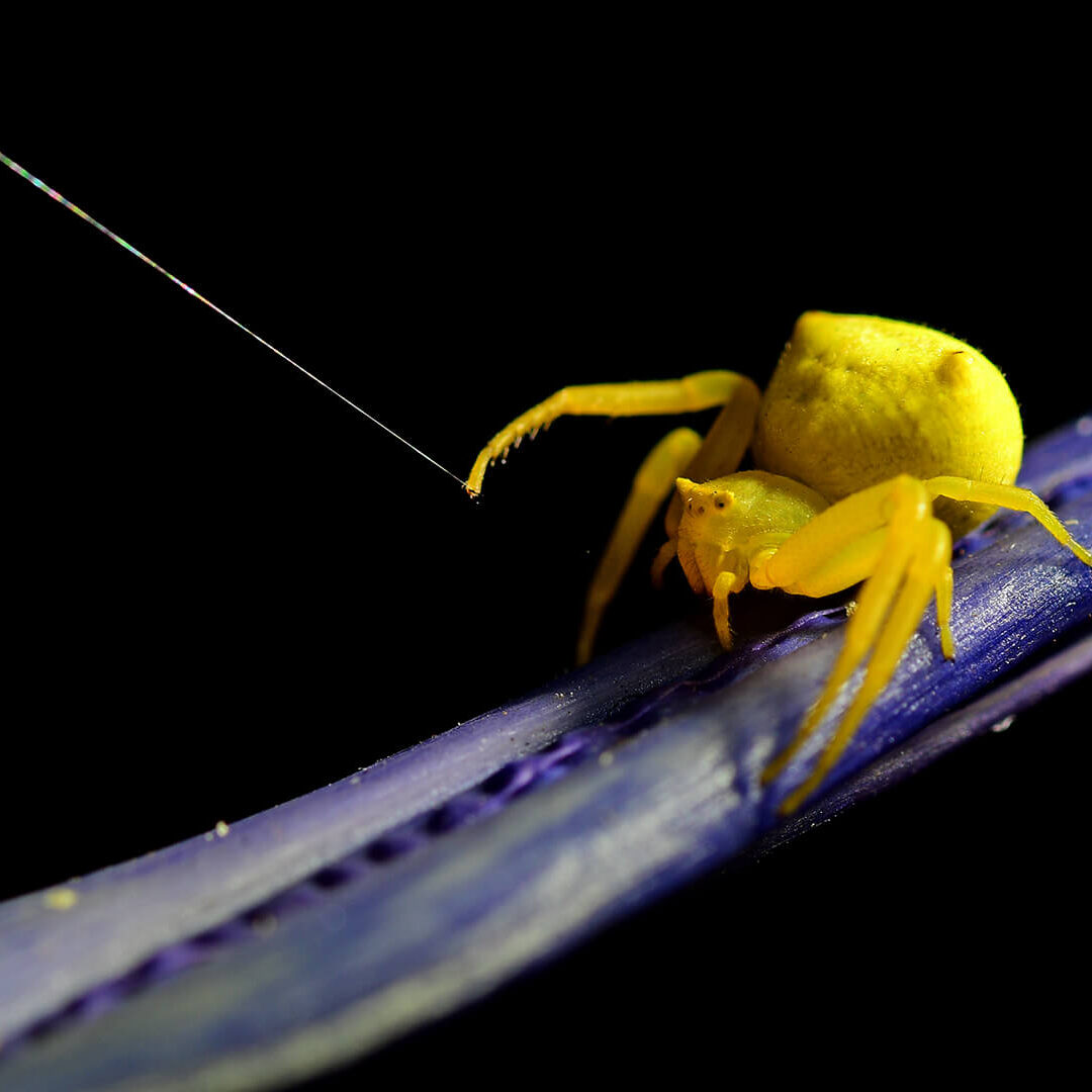 -2-W-Ronelle-van den Heever-Crab spider spin-