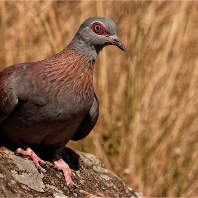 -2-W-Speckled Rock Pigeon--Derek-Brittain-