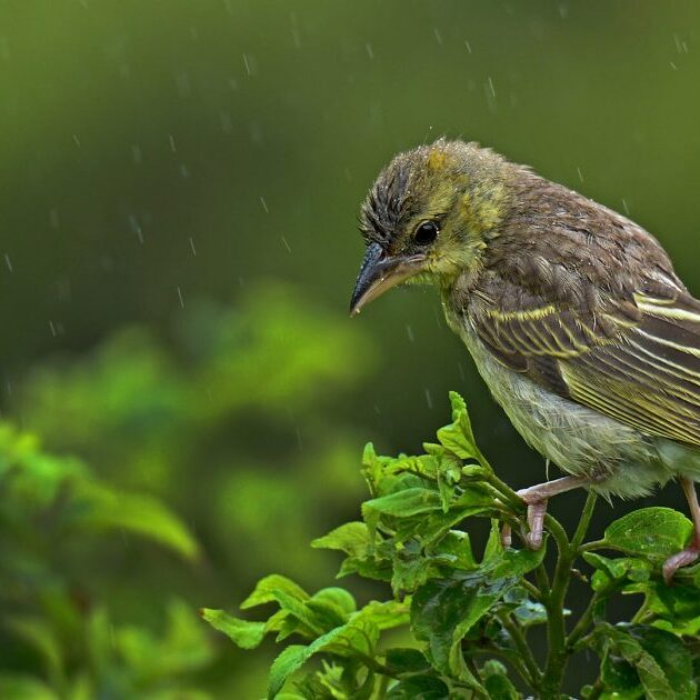 -3-N-Canary in the rain-Ronelle-van den Heever-