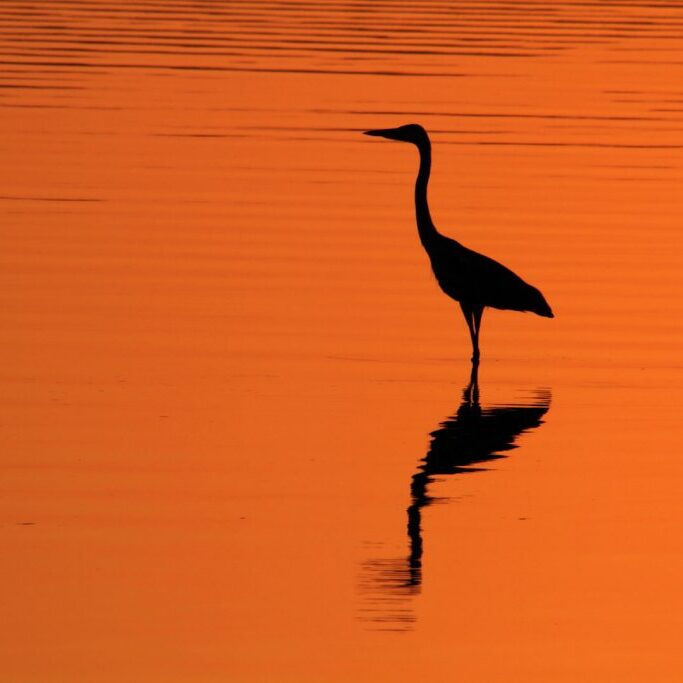 -3-N-Heron silhouette-Heidi-Taylor-