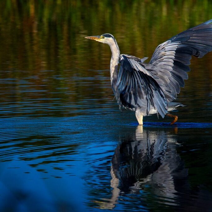 -3-N-Marching Heron-Ronelle-van den Heever-