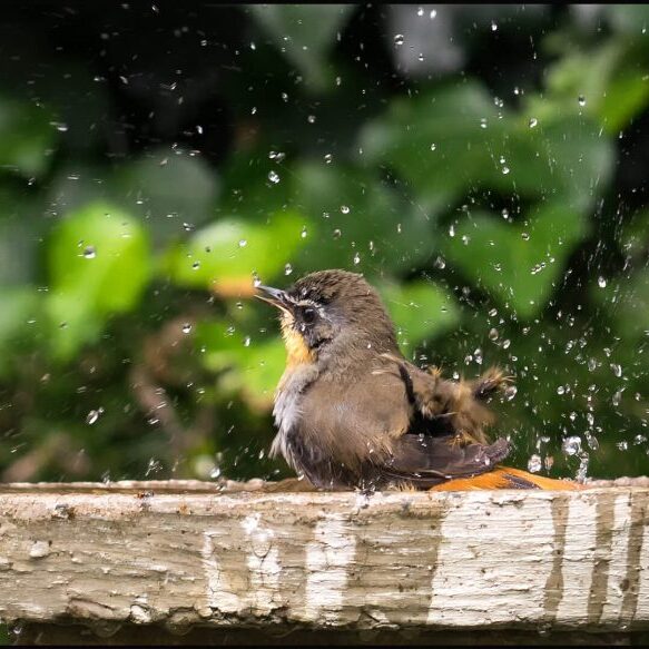 -3-OP-Bath time-Gustav-de Wet-