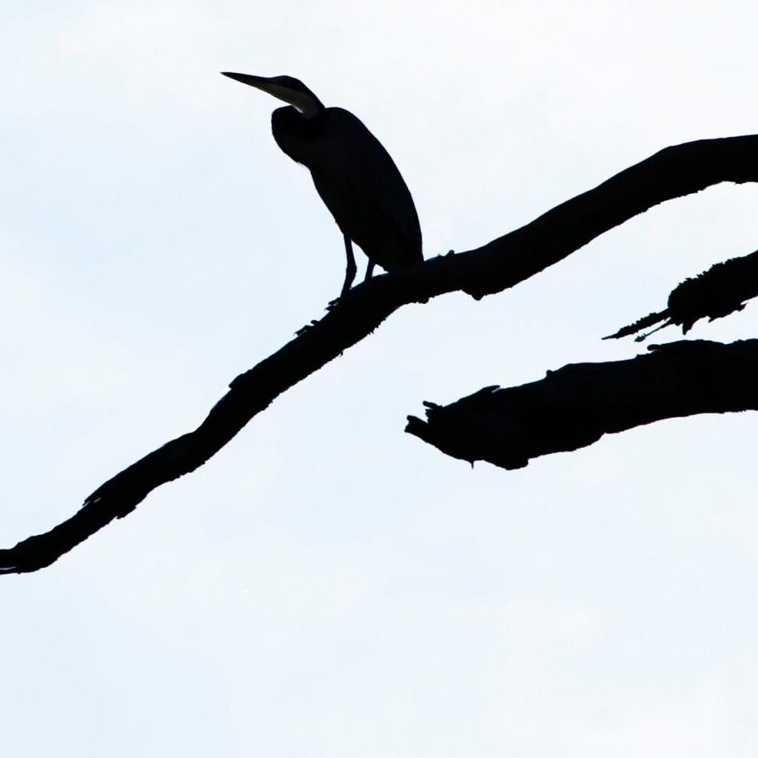 -3-OP-heron silhouette-Liesl-Couperthwaite-