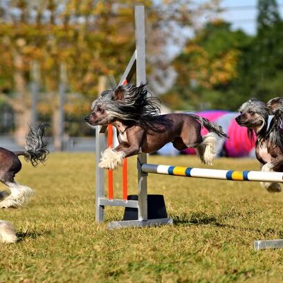 -3-TC-Ronelle-van den Heever-Chinese crested agility-