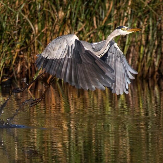 -4-N-Des-van Tonder-Heron take off-