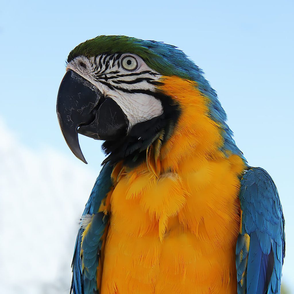 -4-N-Ronald-Lotz-colourful macaw-