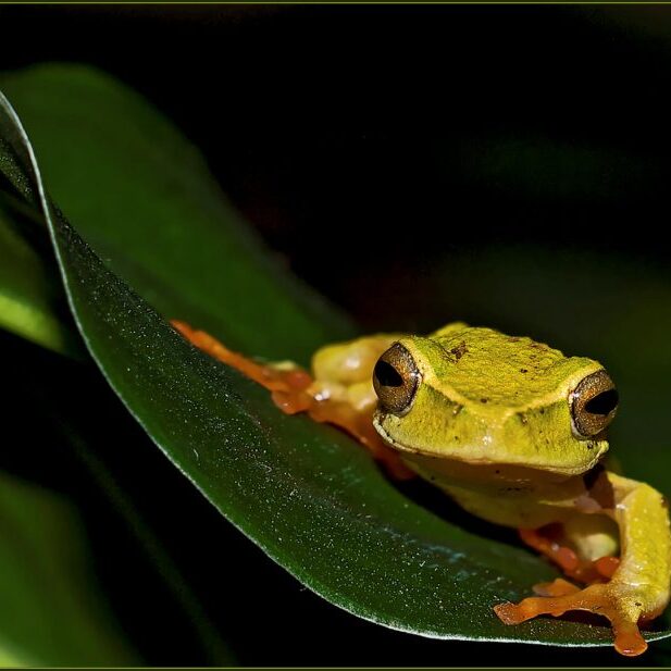 -4-N-Ronald-Lotz-yellow tree frog-