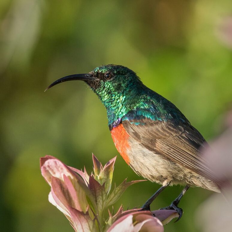 -4-N-Sunbird sitting pretty-Des-van Tonder-