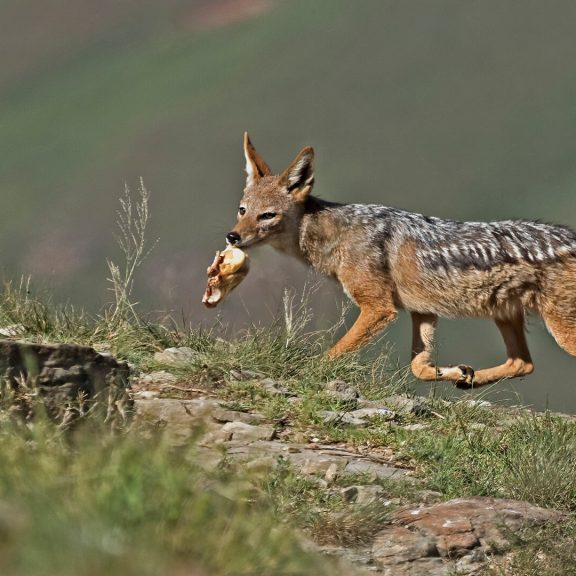 -4-N-black backed jackal in a saunter-Ronald-Lotz-