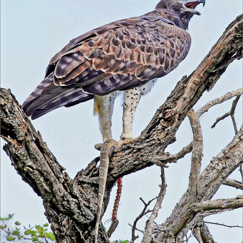 -4-N-martial eagle gripping its meal-Ronald-Lotz-