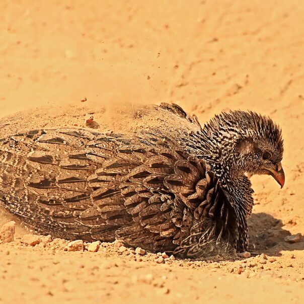 -4-N-sand grouse bath-Ronald-Lotz-