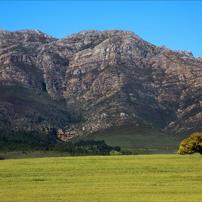 -4-SC-Terry-Burne-Lone tree under the mountains-