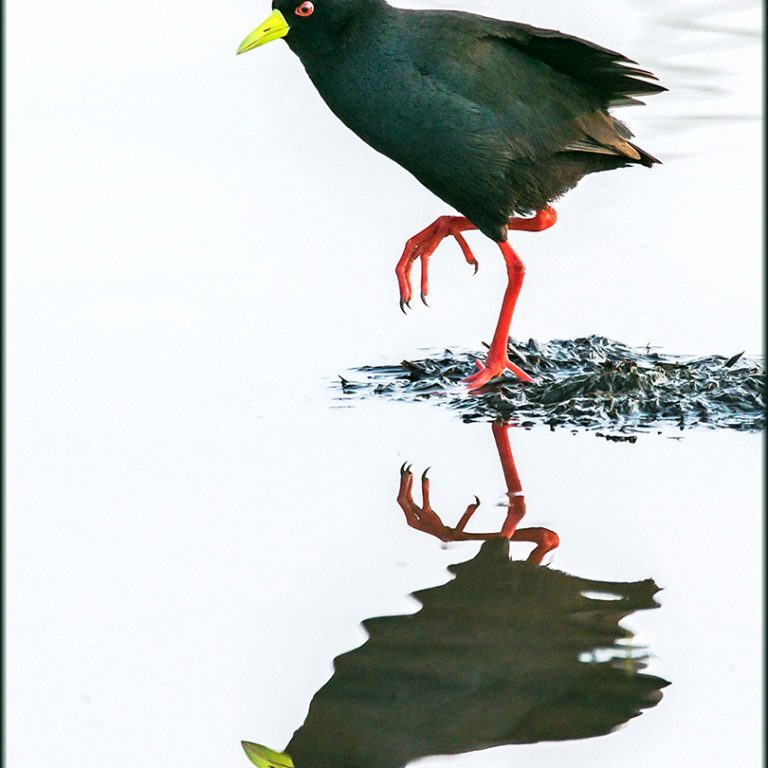 -4-TC-Des-van Tonder-High Key Black Crake -