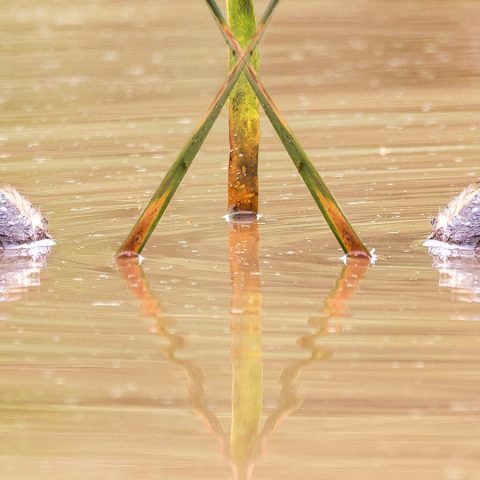 -4-TC-Des-van Tonder-Little little grebe grebe-