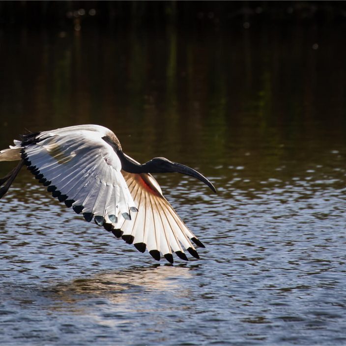 -4-W-Sacred Ibis - 5131-Terry-Burne-