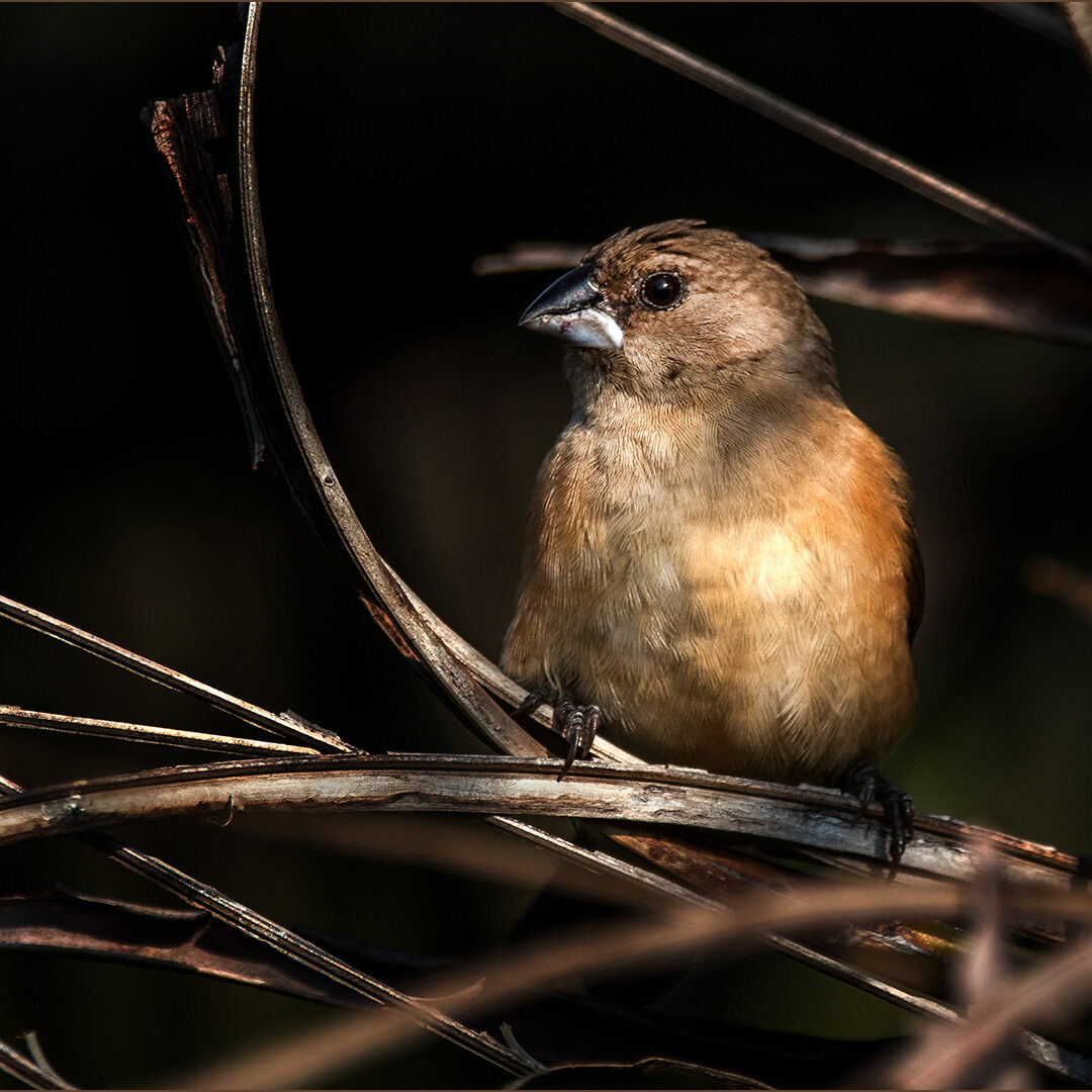 -5-N-Amongst the twigs-Des-van Tonder-