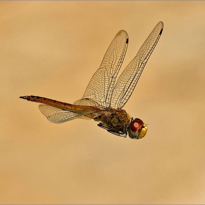 -5-N-Burkhard-Schlosser-Dragonfly in Flight-