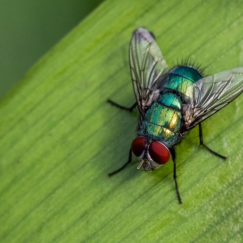 -5-N-Des-van Tonder-Fly on leaf-