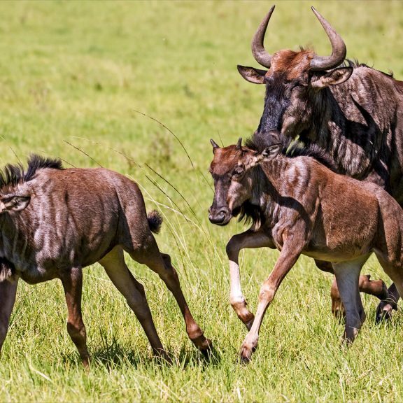 -5-N-Galloping gnus-Rob-Hart-