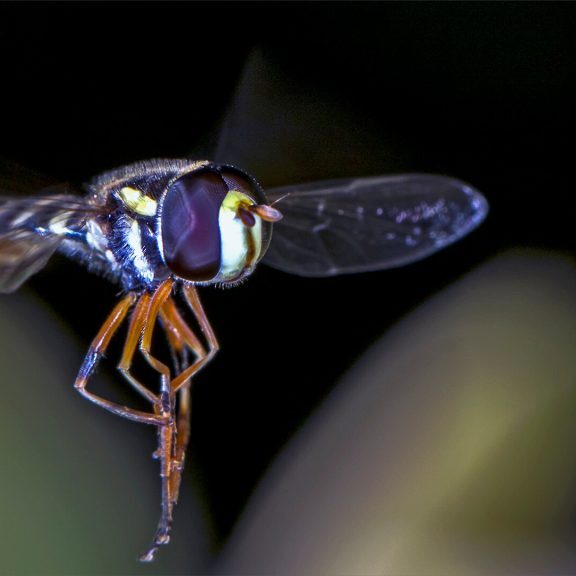 -5-N-Hoverfly landing gear down-Rob-Hart-