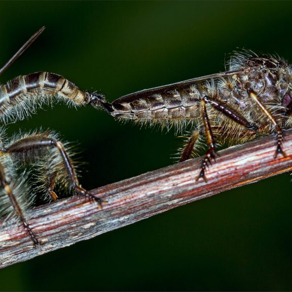 -5-N-Mating robber flies-Rob-Hart