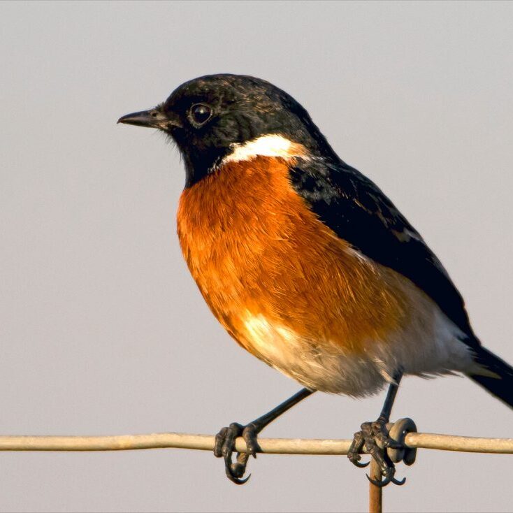 -5-N-Stonechat 457--Rob-Hart-