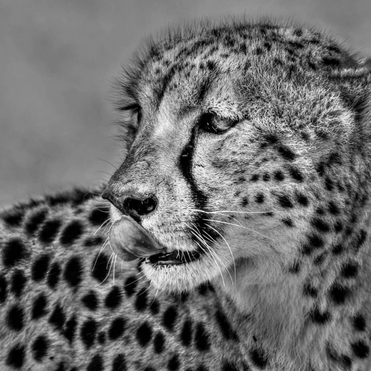 -5-OP-Des-van Tonder-Lip-licking cheetah-