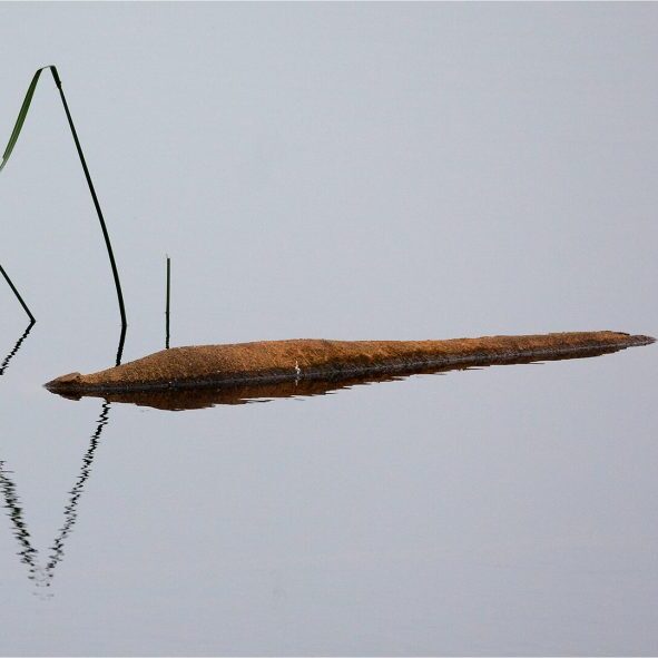 -5-TC-Minimalism in Nature-Bertie-Price-