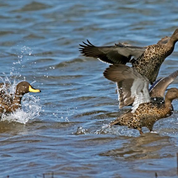 -5-TC-Rob-HART-Landing ducks-