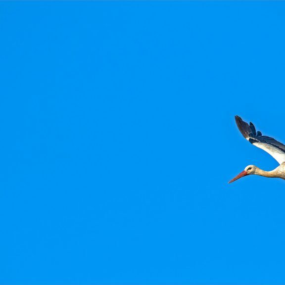 -5-TC-White stork minimalism-Rob-Hart-