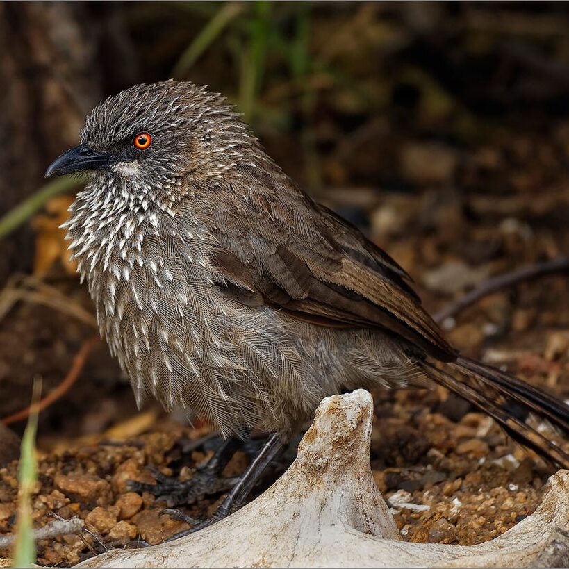 -Schlosser-Arrow-Marked Babbler-